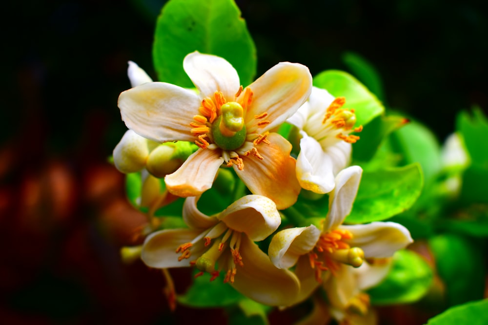 Selektives Fokusfoto einer braunen und weißblättrigen Blume