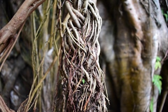 Intertwined tree roots form a complex pattern against a blurred background of large tree trunks, suggesting a dense forest environment.