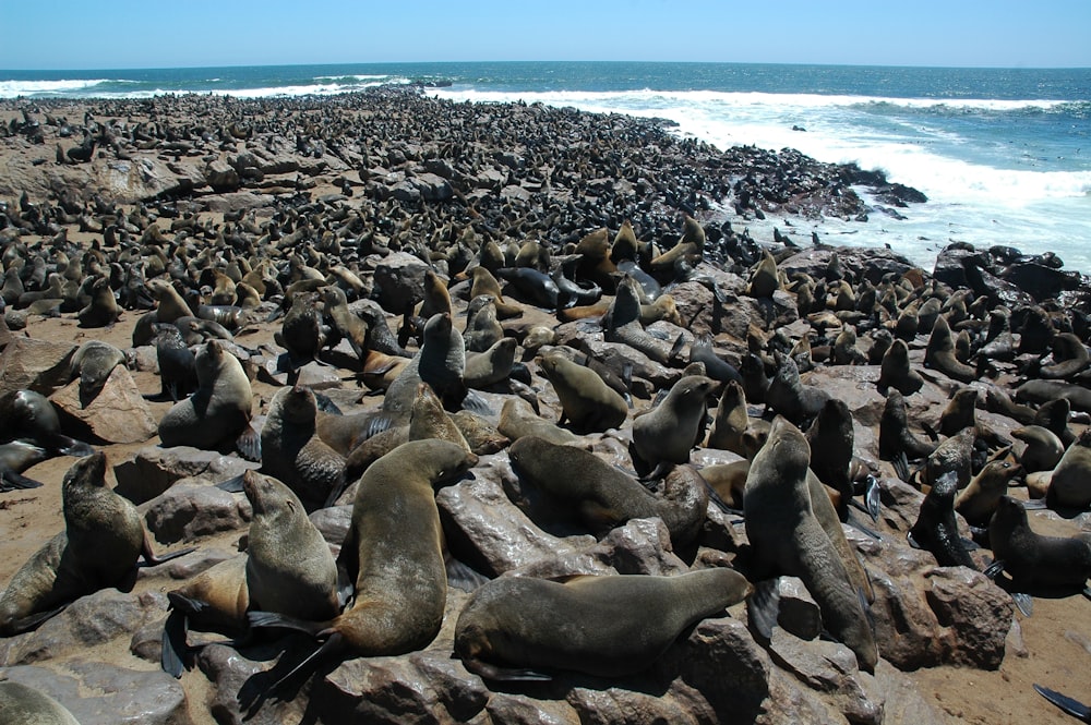 gray and black sea lions near seashore