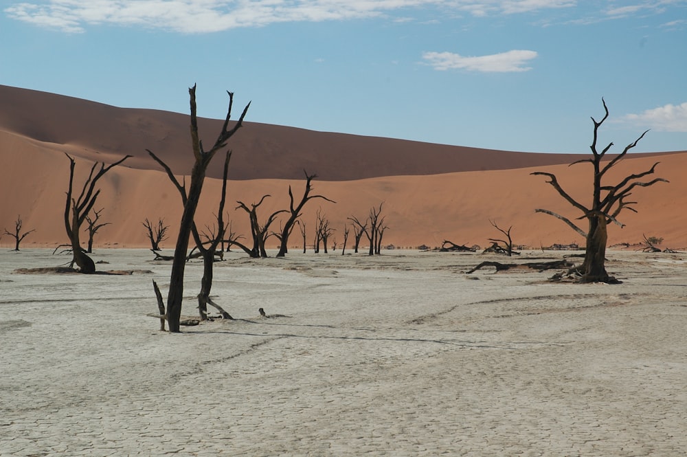 bare trees on desert