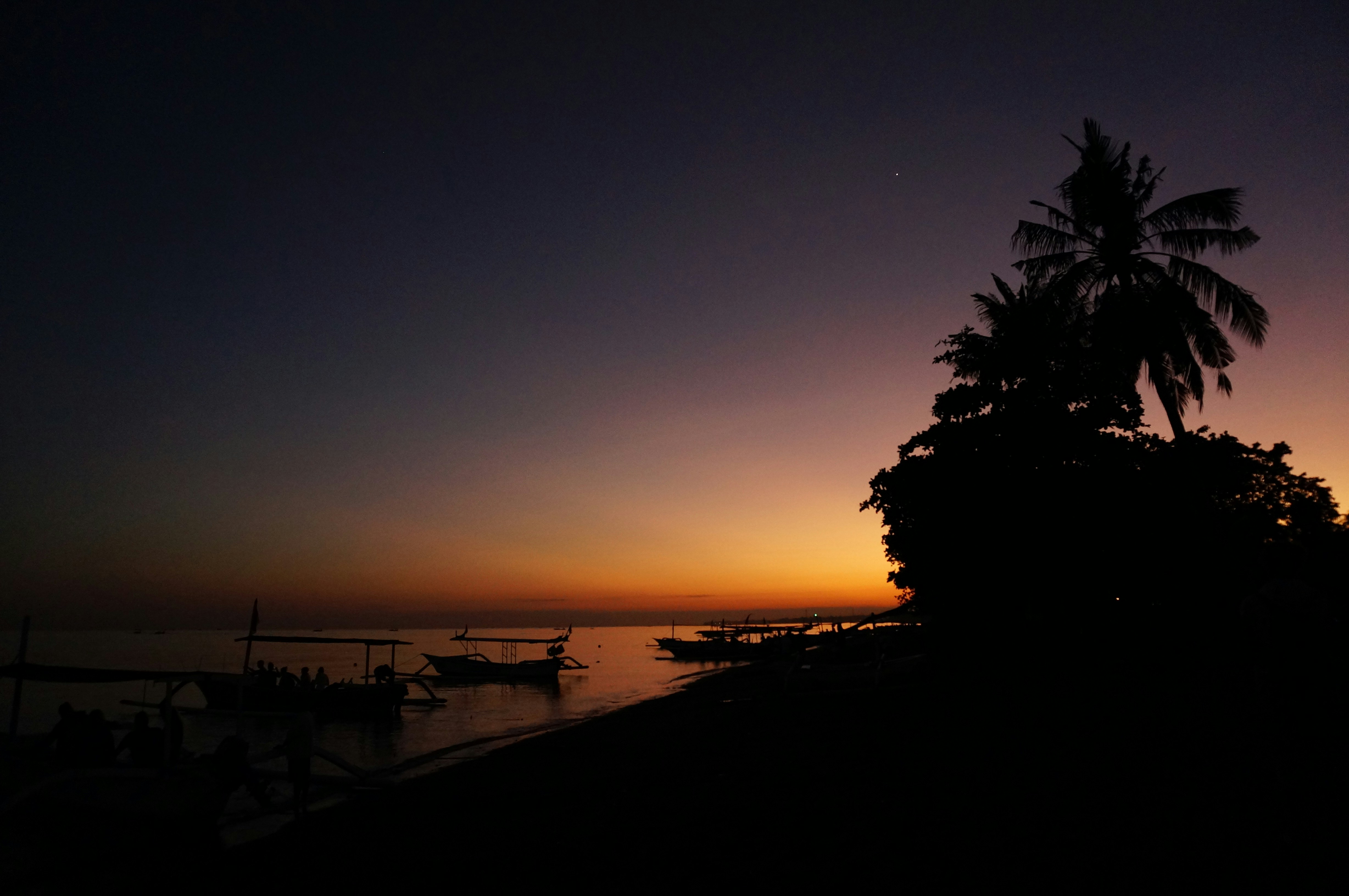 silhouette photography of trees, 