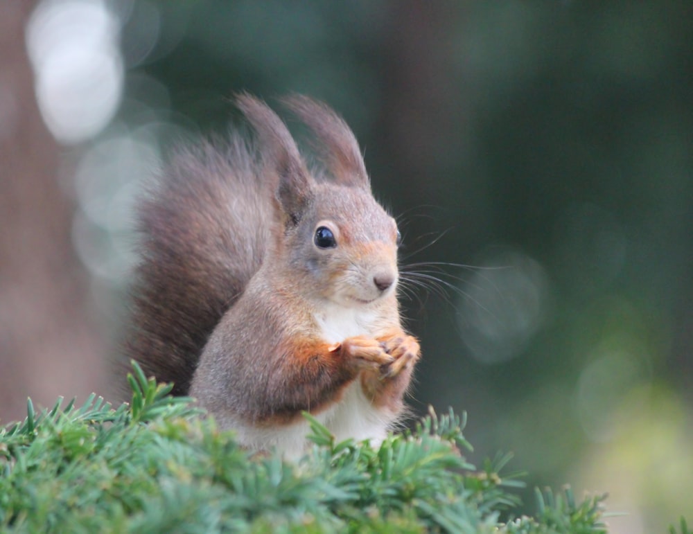 selective focus photography of squirrel