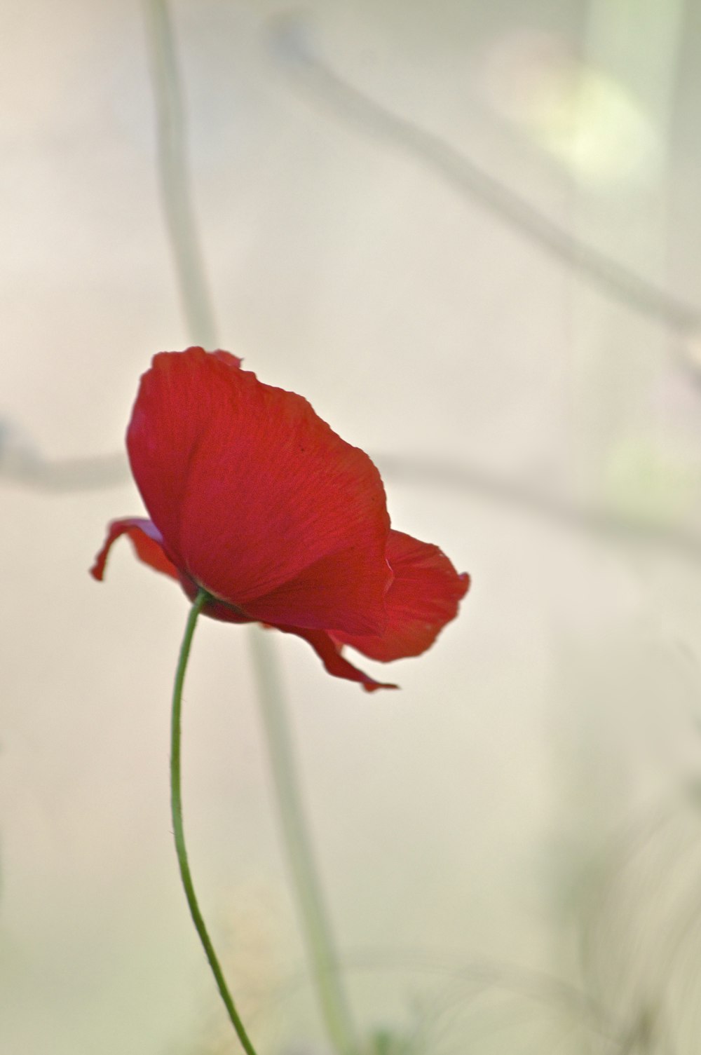 flor de pétalas vermelhas