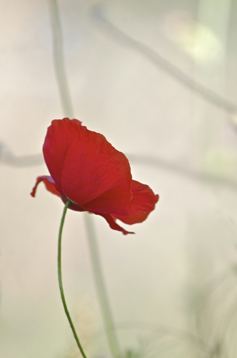 red-petaled flower