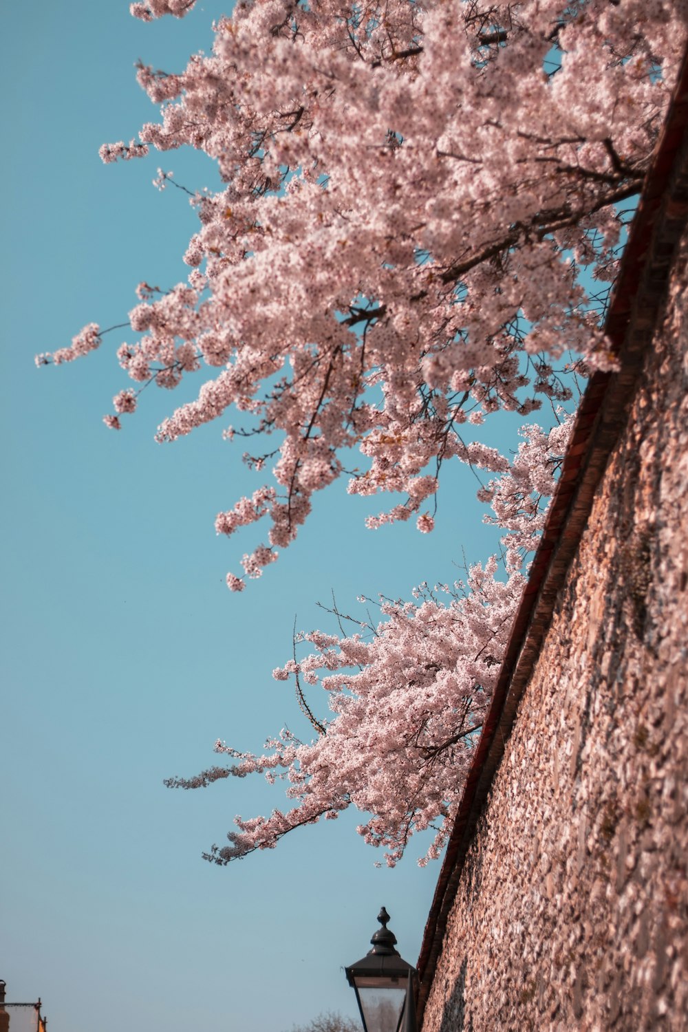 Cherry Blossom Plant Price