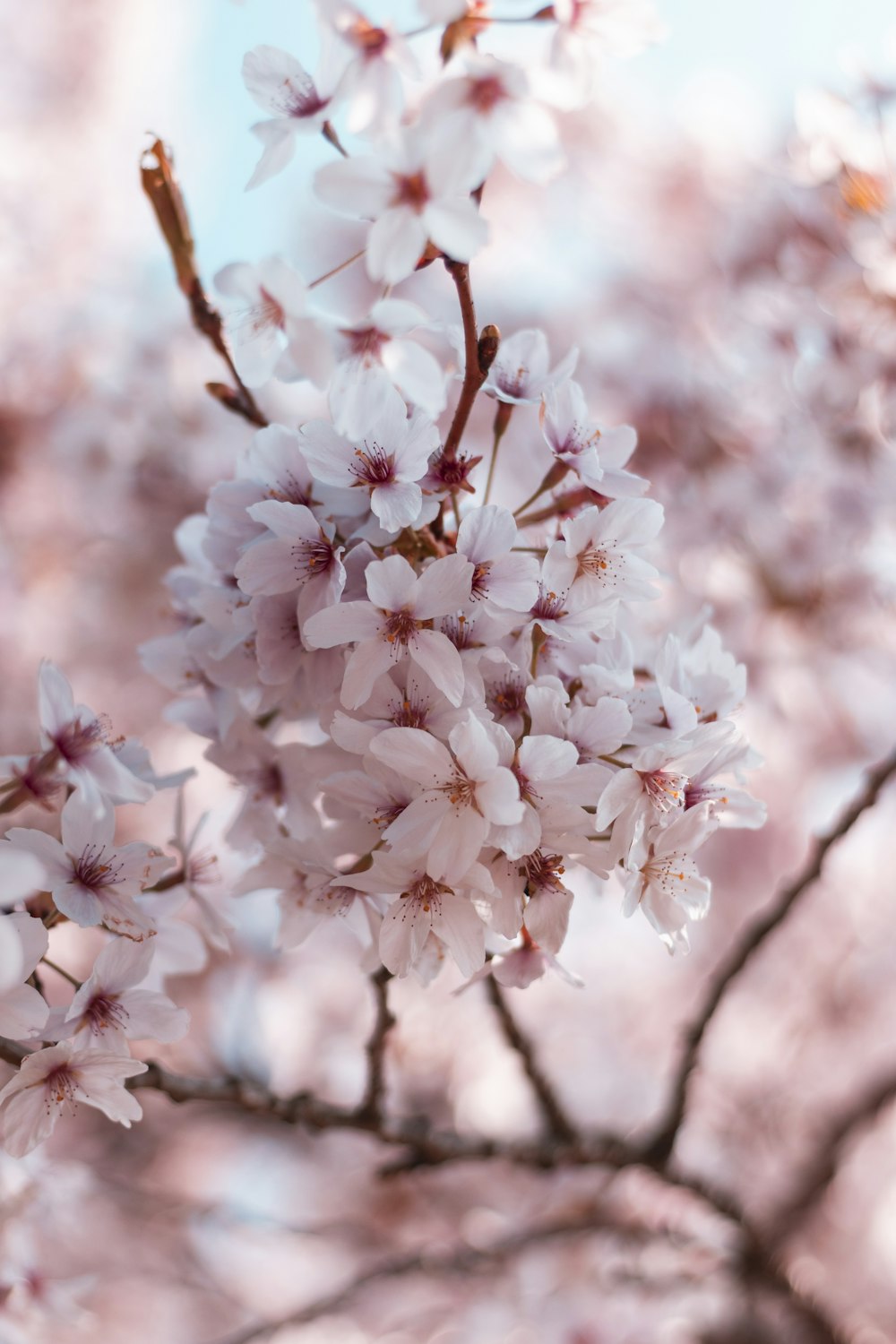 white petaled flowers during daytime