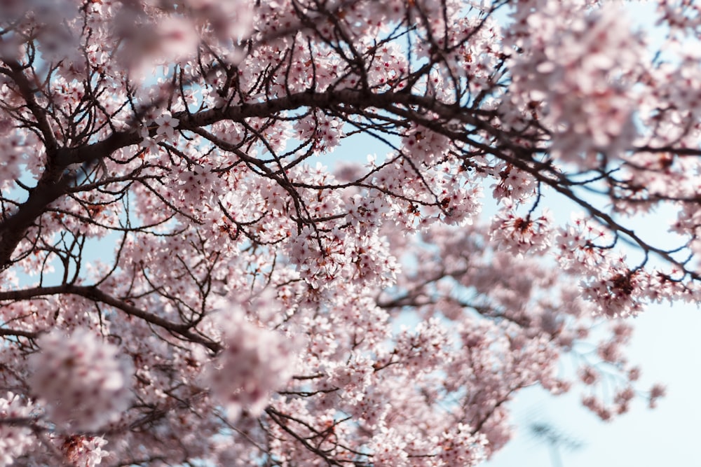 pink Cherry Blossom