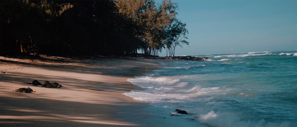 sea waves beside trees