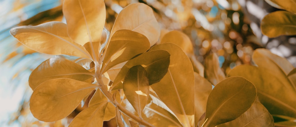 brown tree leaves