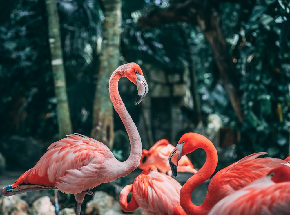 pink flamingo