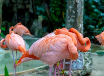 Several flamingos with vibrant pink feathers are standing together, some with their heads tucked beneath their wings. The setting appears to be a naturalistic environment with trees and a small pool of water, giving the impression of a zoo or wildlife sanctuary.