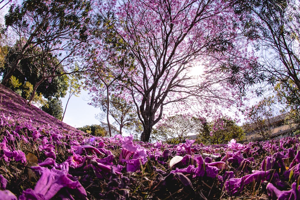 purple petaled flowers