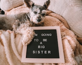 A small dog is lying comfortably on beige blankets, next to a letter board. The board displays the message, 'I'M GOING TO BE A BIG SISTER,' indicating a playful or affectionate announcement likely related to a family expecting a child.