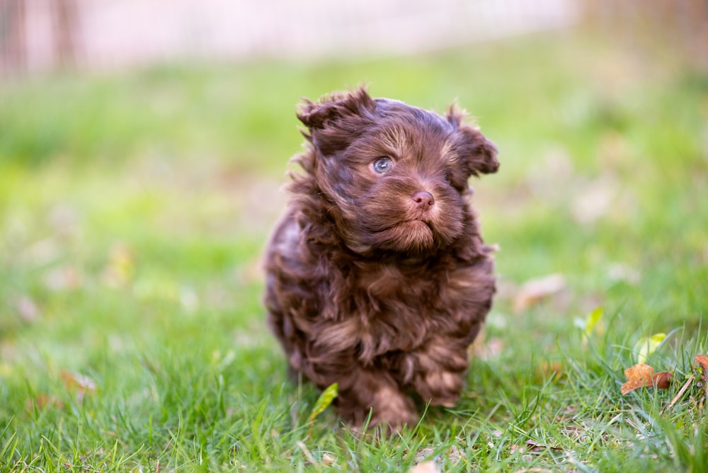 a small brown dog sitting on top of a lush green field