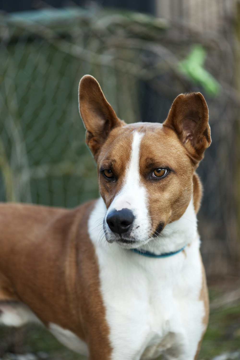 selective focus photography of adult short-coated tan and white dog