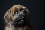 A fluffy, brown and black dog with expressive eyes looking slightly to the side against a dark background. The dog's tongue is slightly visible, adding to its cute and endearing appearance.