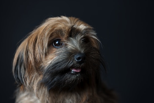 A fluffy, brown and black dog with expressive eyes looking slightly to the side against a dark background. The dog's tongue is slightly visible, adding to its cute and endearing appearance.