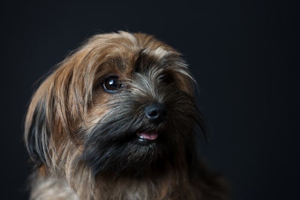 medium-coated brown small dog