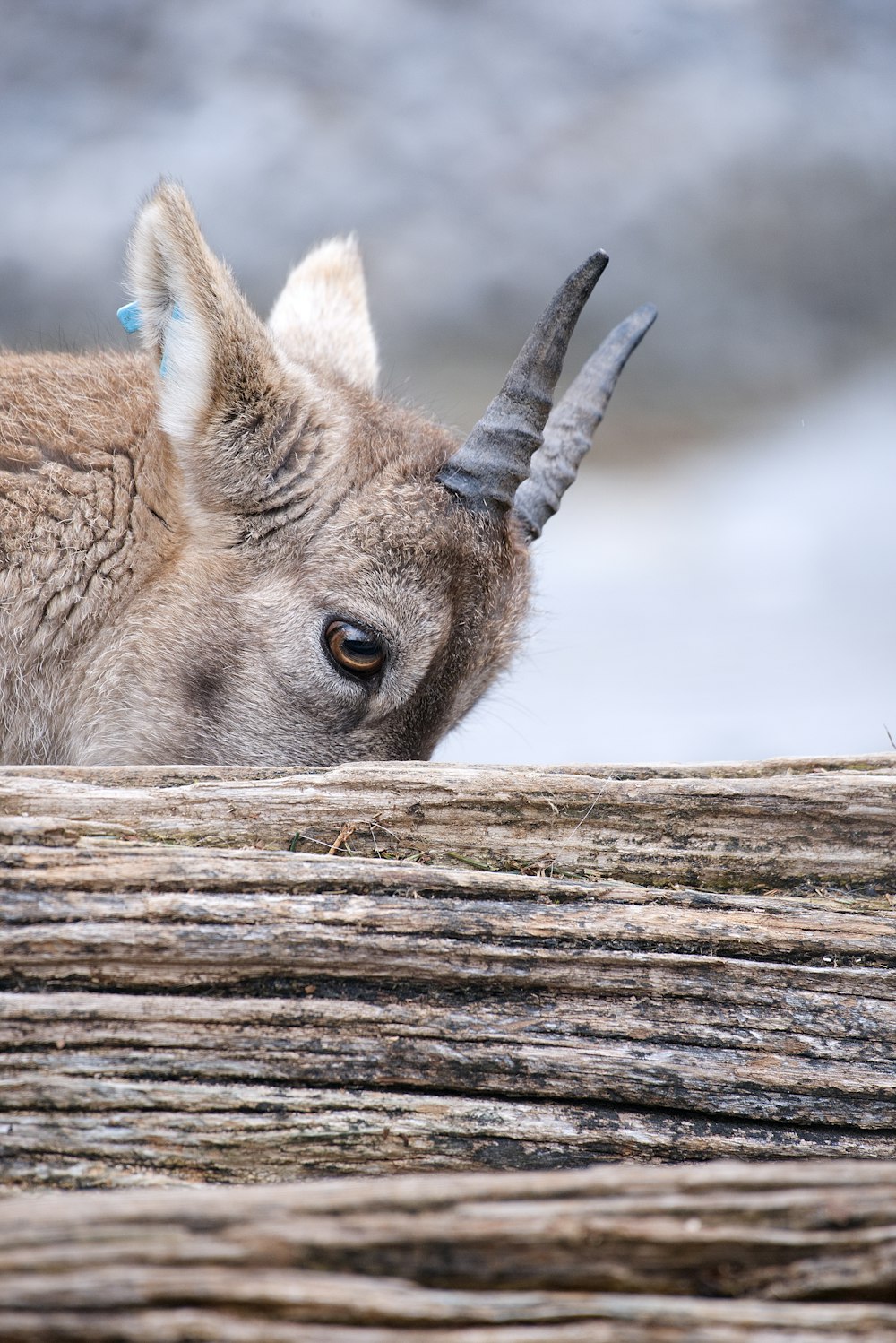 animale marrone dietro il tronco dell'albero