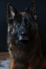 A German Shepherd with a dark and fluffy coat is sitting against a dark background. The dog has pointed ears and an attentive expression, with bright, intelligent eyes that catch the light.