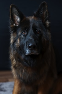 A German Shepherd with a dark and fluffy coat is sitting against a dark background. The dog has pointed ears and an attentive expression, with bright, intelligent eyes that catch the light.