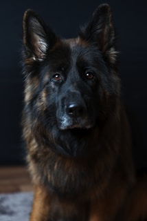 A German Shepherd with a dark and fluffy coat is sitting against a dark background. The dog has pointed ears and an attentive expression, with bright, intelligent eyes that catch the light.
