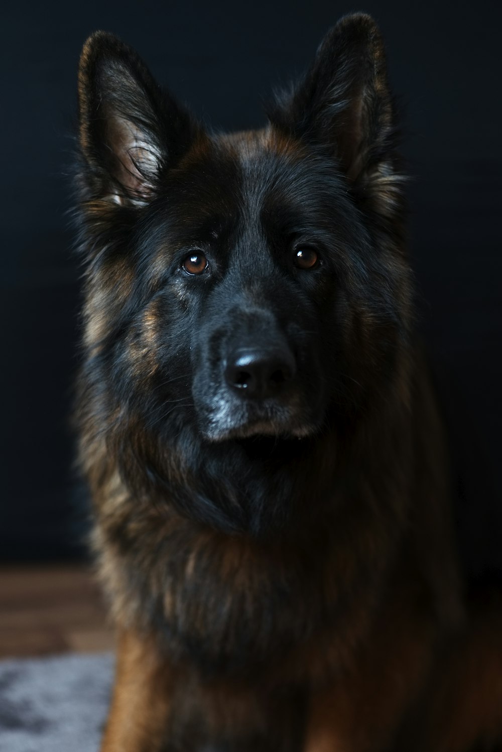 schwarzer und brauner belgischer Hund