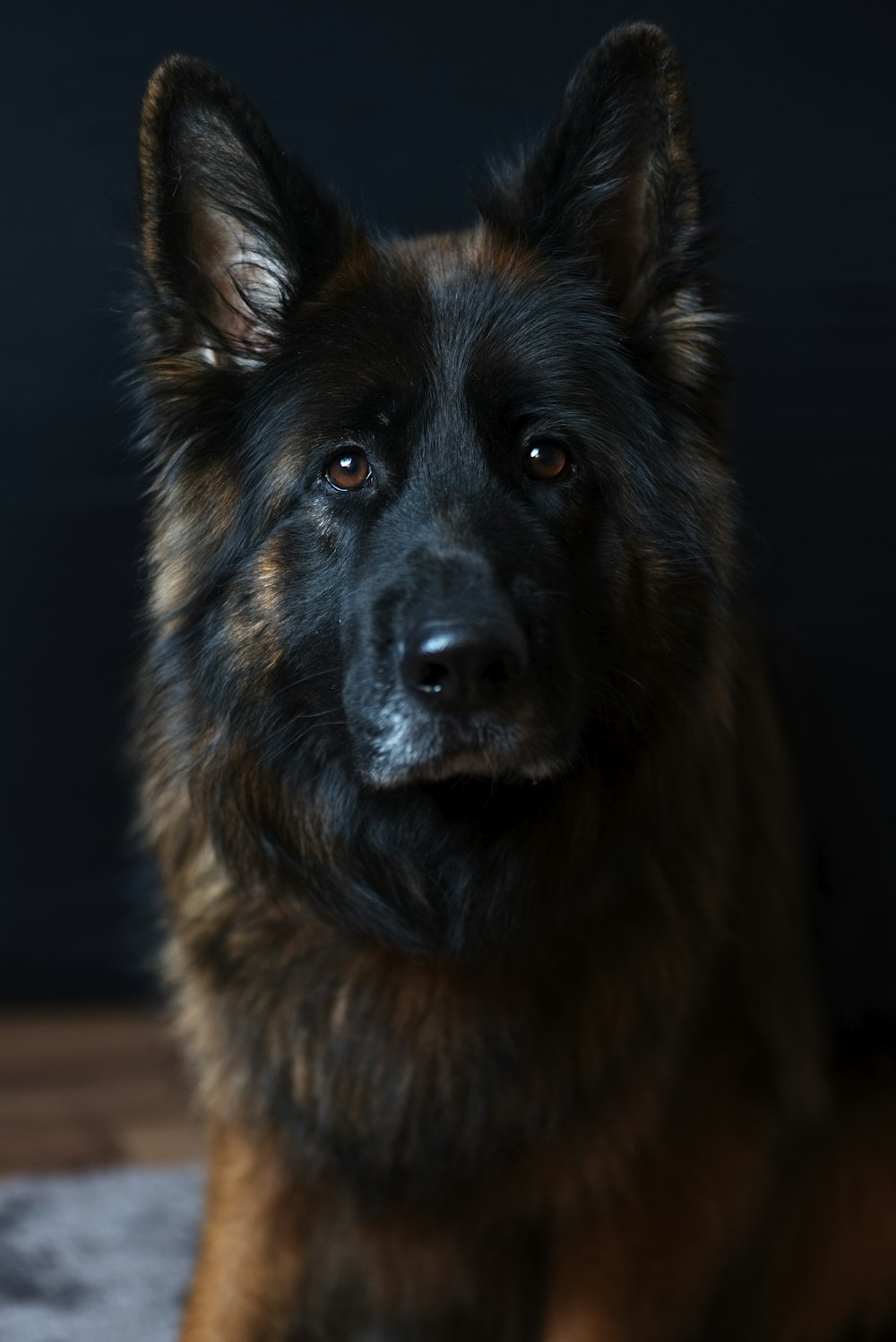 Dog enjoying a neighborhood walk