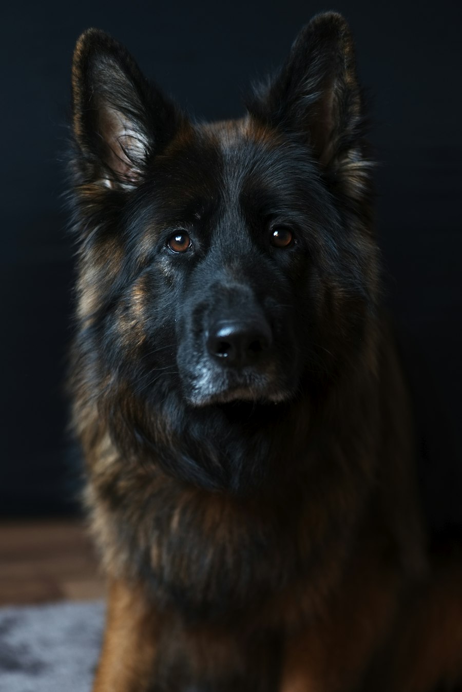 German Shepherd sitting in a golden field