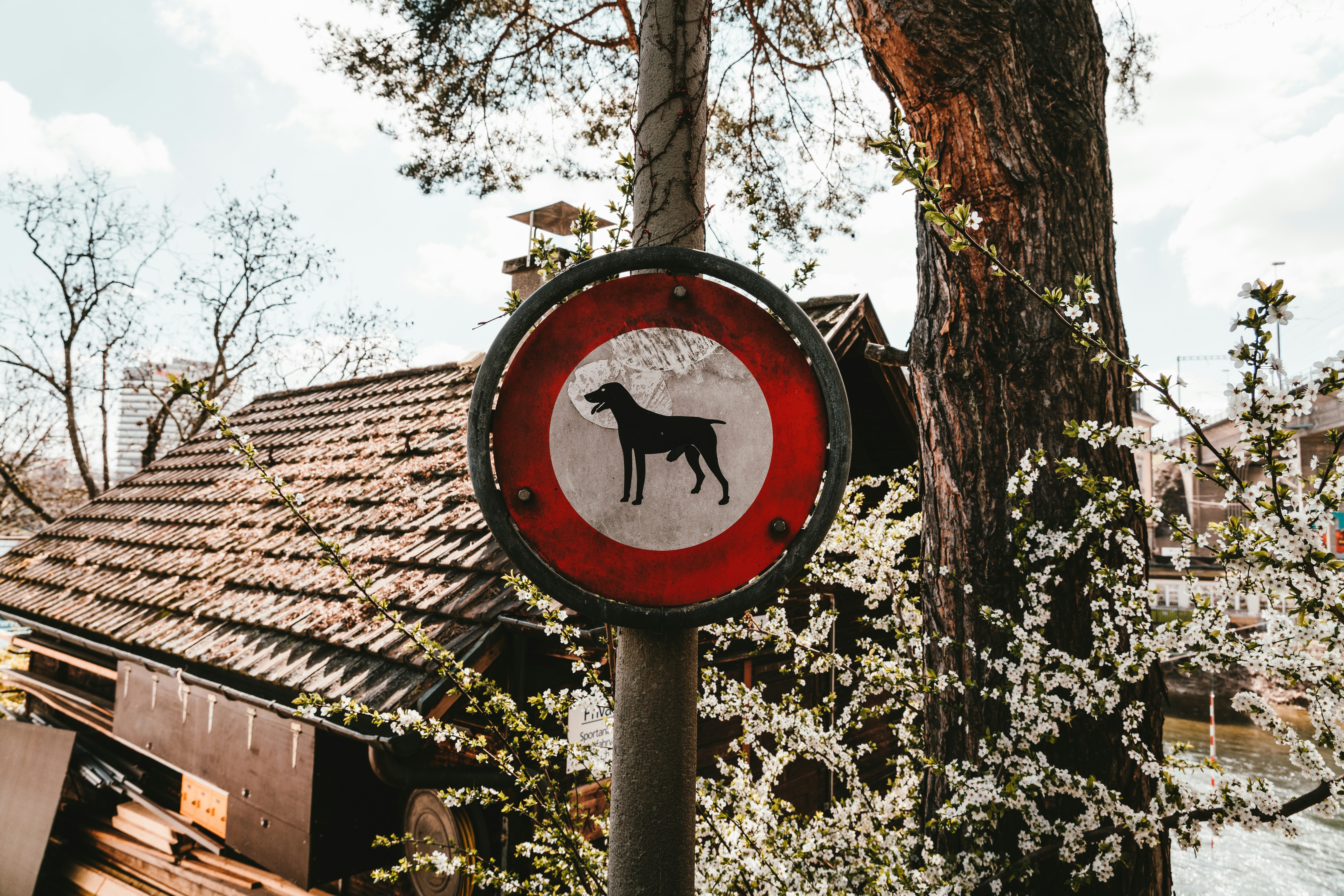dog signage