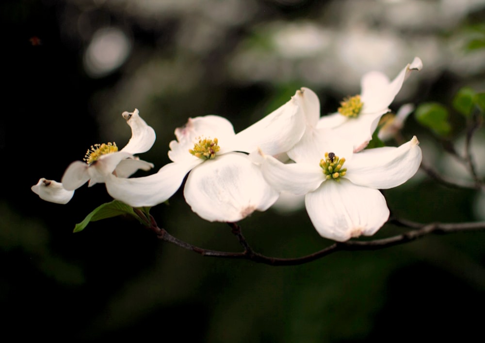 白い花びらの花