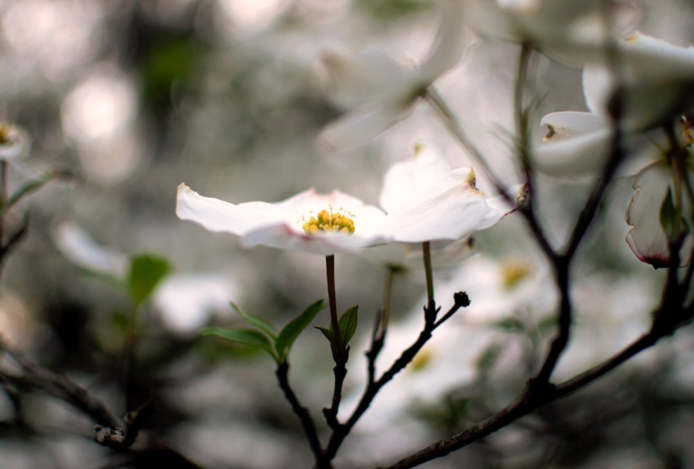 白い花のセレクティブフォーカス撮影
