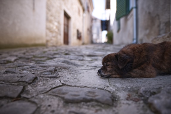 A small brown dog lies on a cobblestone street in a narrow, deserted alley. The background is blurred, showcasing old, rustic buildings with wooden doors and green shutters.
