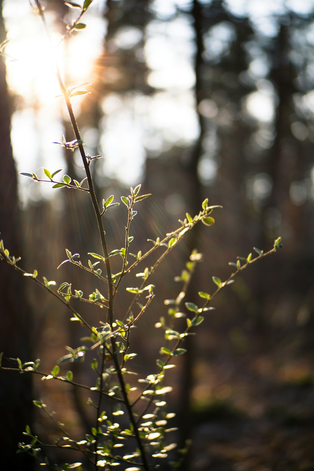 green leaf plant