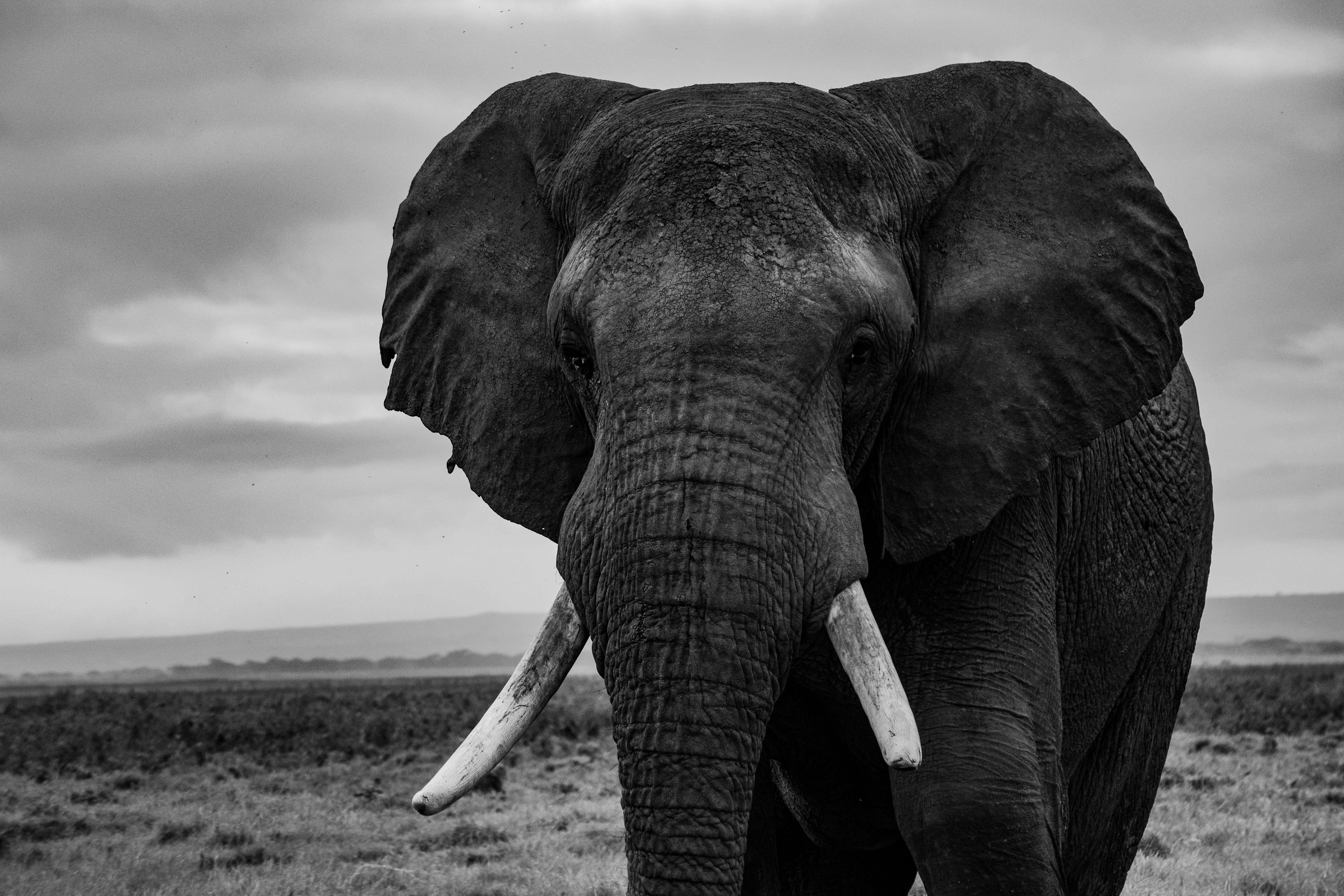 Черная слоновая. Слон. Африканский слон. Красивый слон. Черный слон.