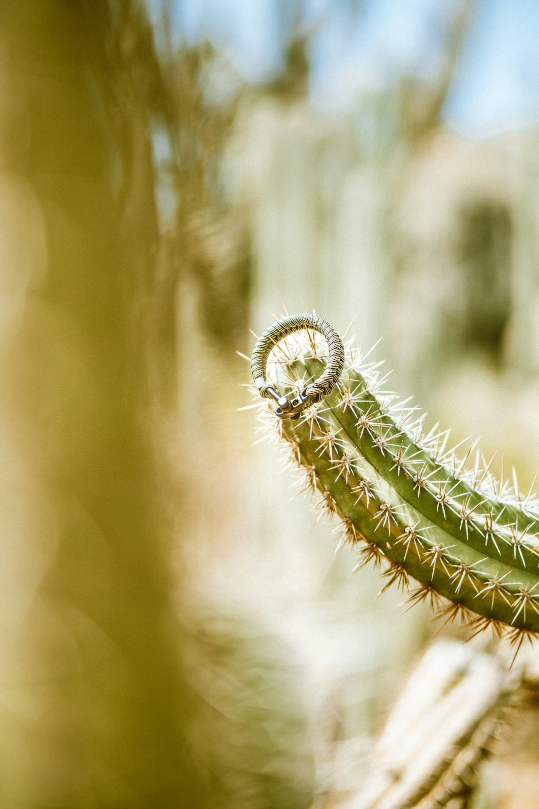 green cactus