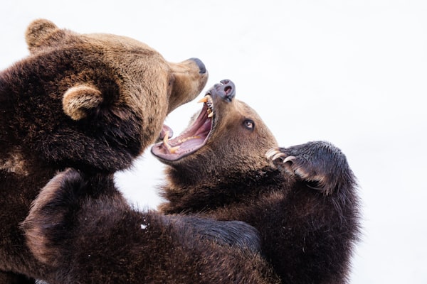 two bears fighting with teeth and claws bared