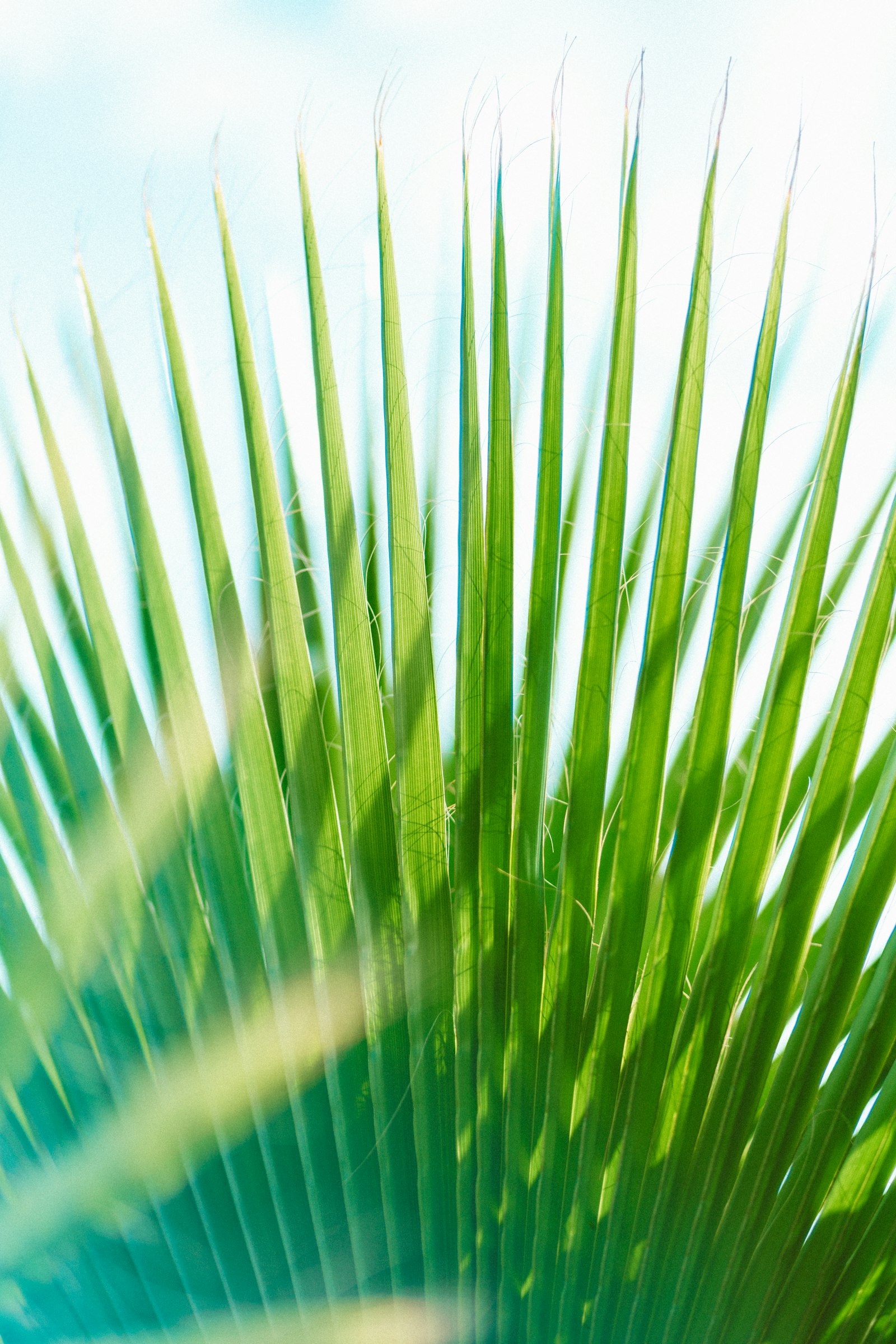 Sony a7R II + Canon EF 85mm F1.8 USM sample photo. Green palm leaf photography