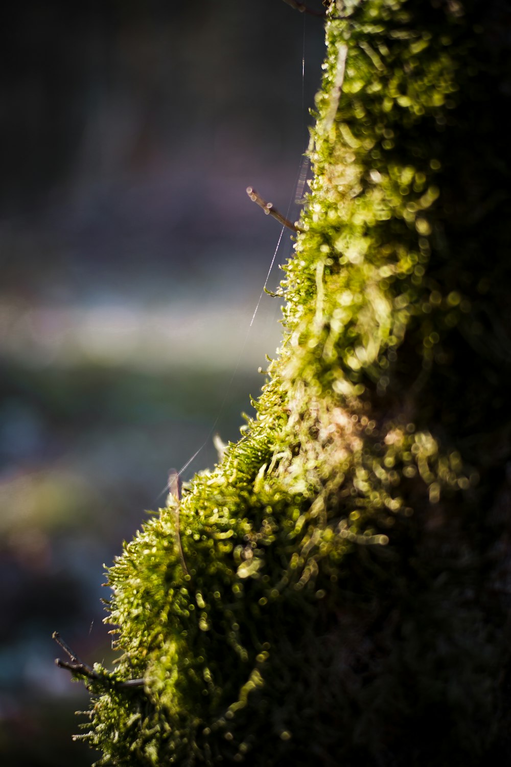 a close up of moss growing on a tree