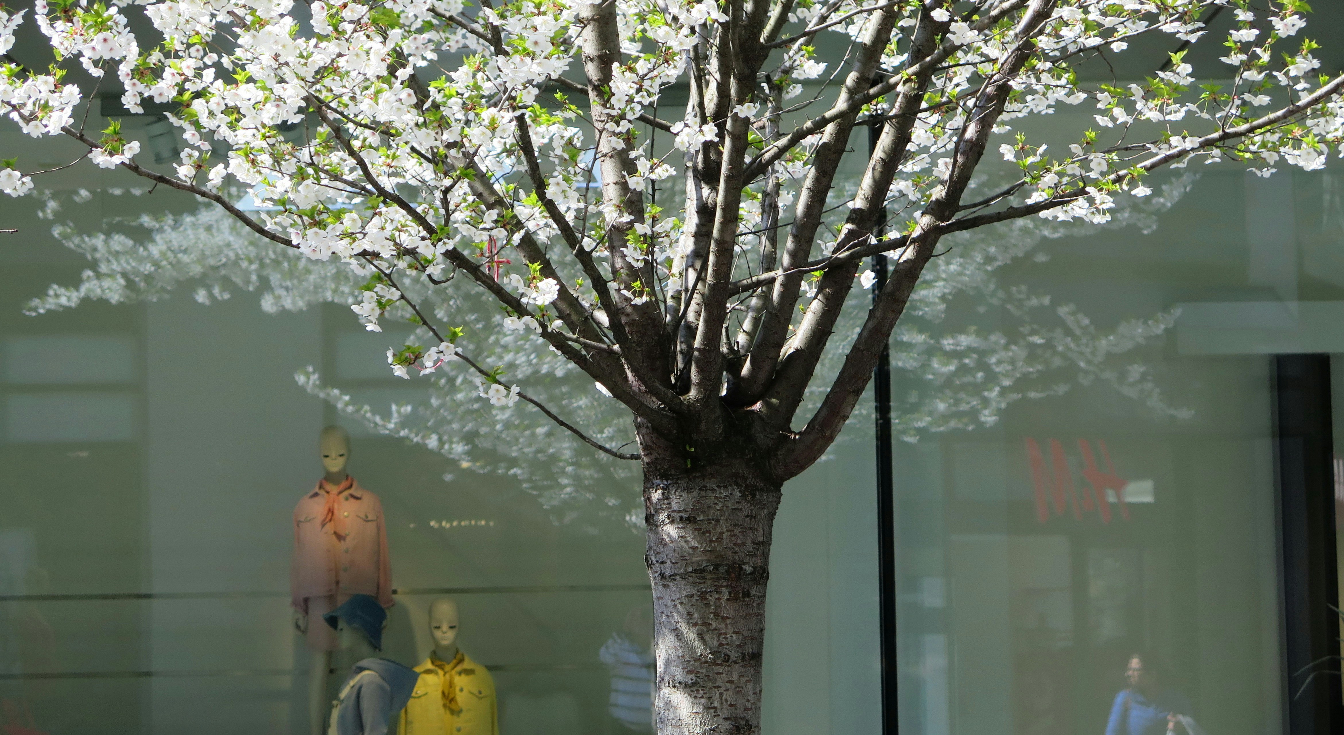 mannequins with jackets inside glass walled building