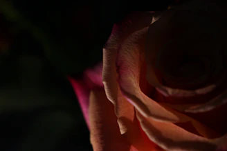 Close-up of elegant roses with delicate petals in soft lighting
