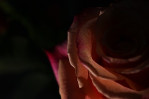 Close-up of a sensual rose petal arrangement with soft lighting.