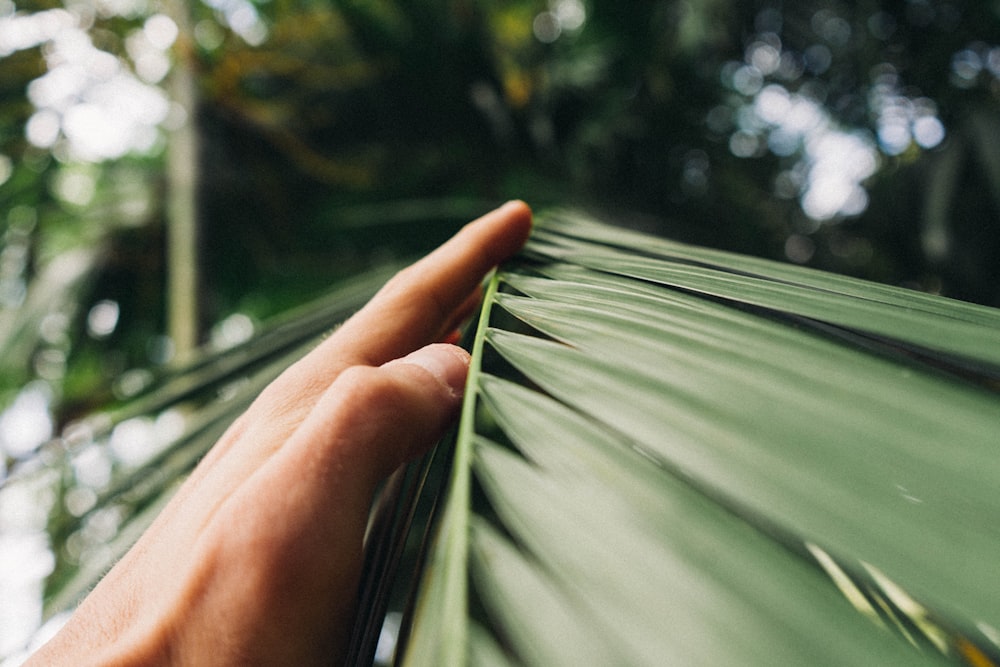 person touching green palm plant