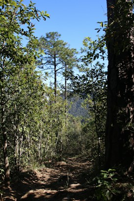 A serene forest path bordered by lush greenery and tall trees, with sunlight filtering through the leaves. The path appears narrow and natural, suggesting a less-traveled area. In the background, a clear blue sky enhances the tranquil setting.