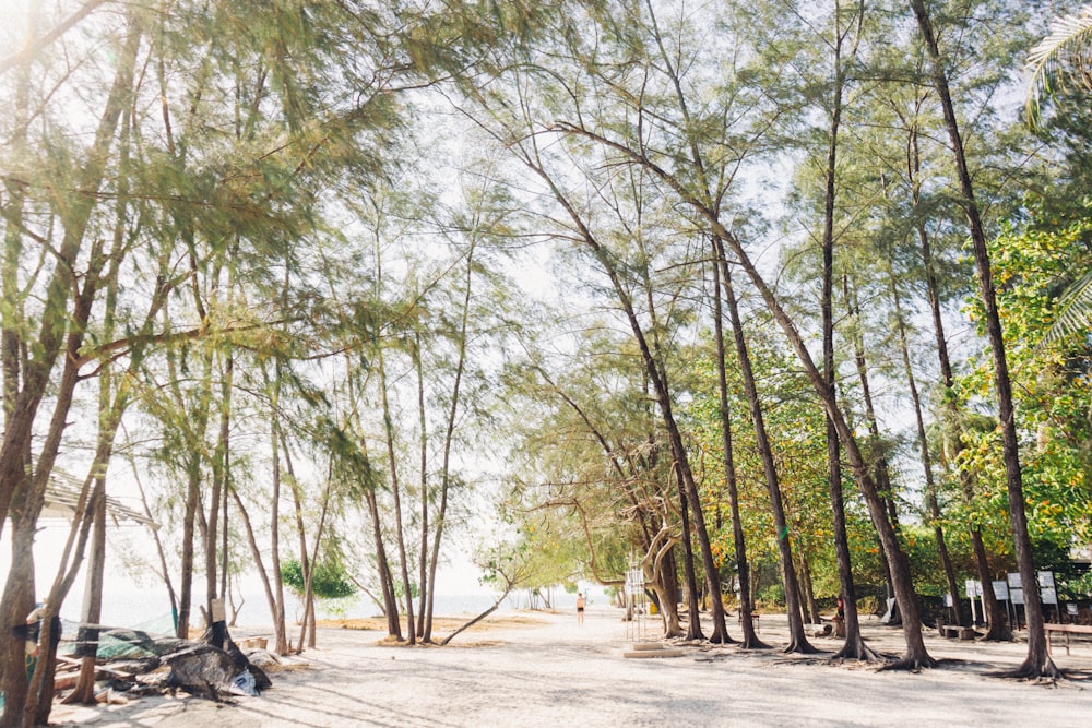 green trees at the resort near beach