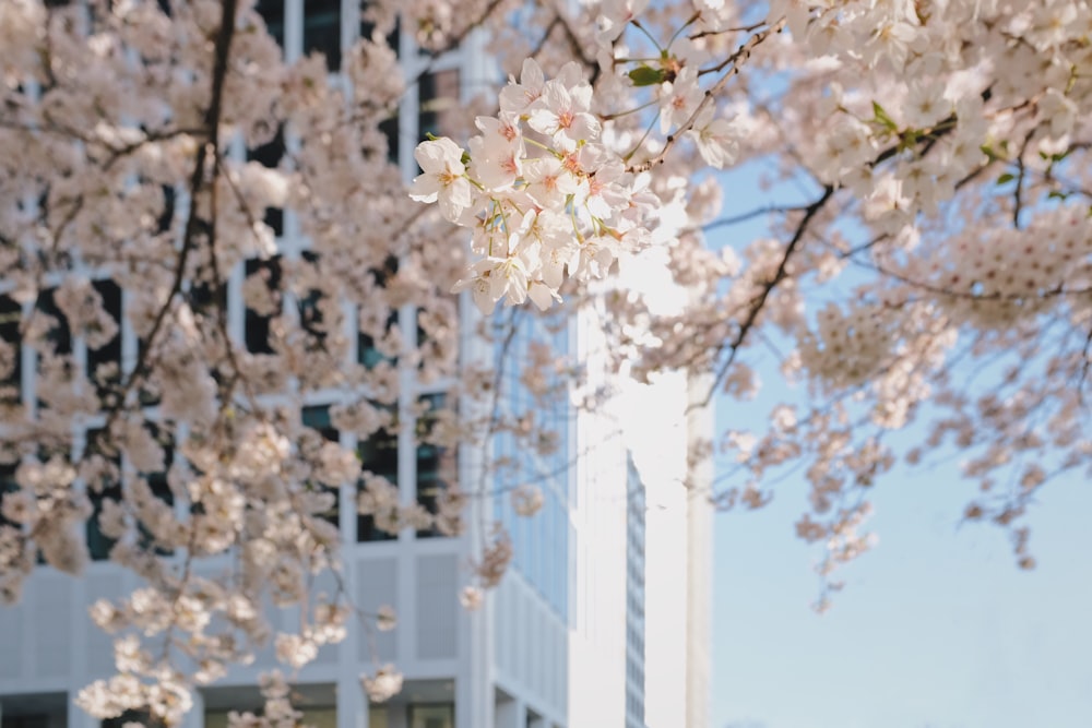 white cherry blossom tree close-up photography