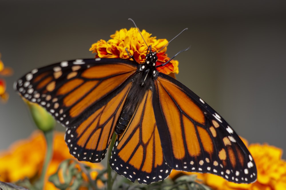 Borboleta monarca empoleirada na flor amarela