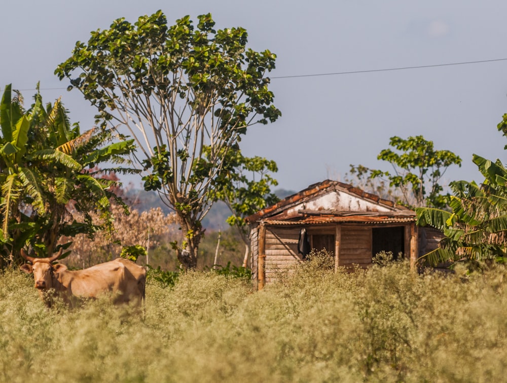 brown cattle standing near brown wooden house