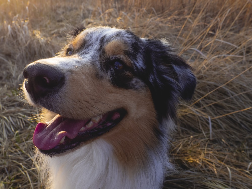 close-up photography of tricolor dog