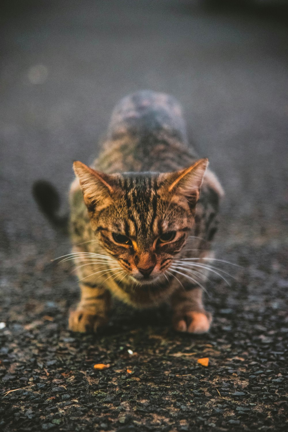 gatto grigio a terra